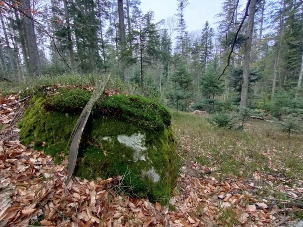 Bliżyńskie Lasy Naturalne