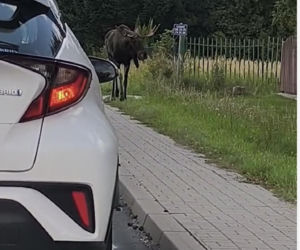 Zakochany łoś na ulicach Lublina. Nic nie robił sobie z samochodów