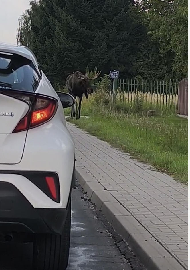 Zakochany łoś na ulicach Lublina. Nic nie robił sobie z samochodów