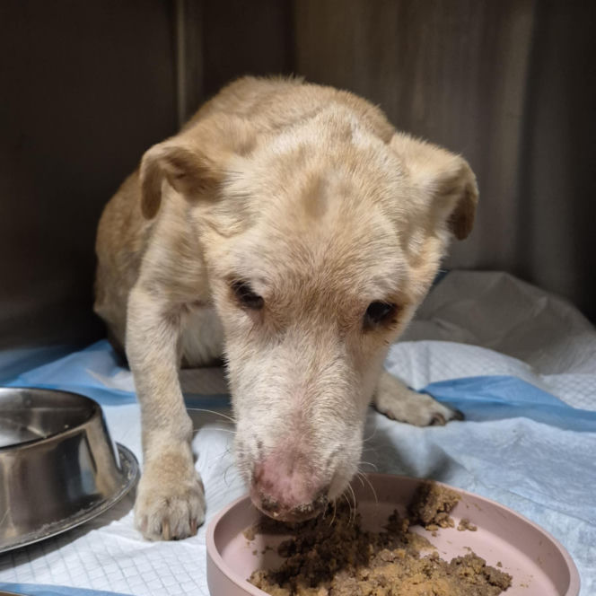Znęcał się nad chorym Nynkiem, pies nie przeżył. Kara: 20 godzin prac społecznych miesięcznie