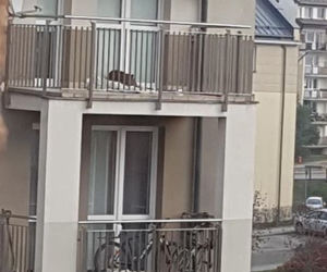 Pies zamknięty na balkonie [ZOBACZ ZDJĘCIA]