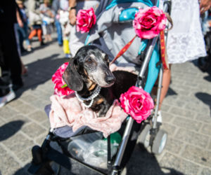 Marsz Jamników 2019 w Krakowie