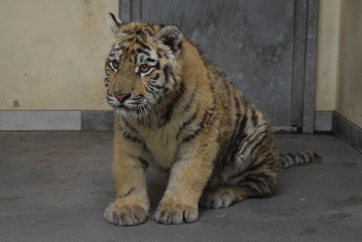 Poznańskie ZOO ratuje dzikie zwierzęta z Ukrainy