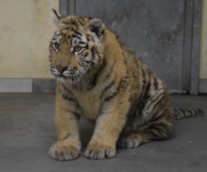 Poznańskie ZOO ratuje dzikie zwierzęta z Ukrainy