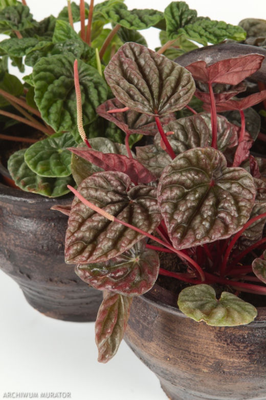 Peperomia
