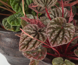 Peperomia