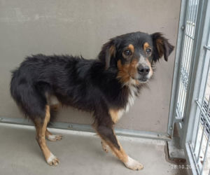 Schronisko dla zwierząt apeluje, by nie podrzucać pod płot tekstyliów!