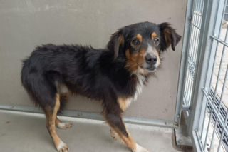 Schronisko dla zwierząt apeluje, by nie podrzucać pod płot tekstyliów!