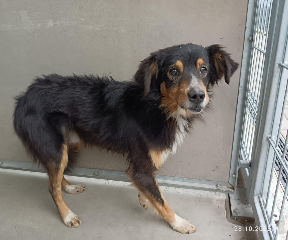 Schronisko dla zwierząt apeluje, by nie podrzucać pod płot tekstyliów!