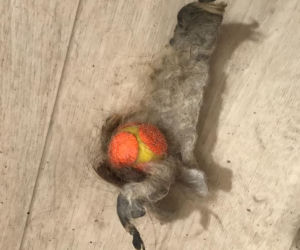 Pepe, zaniedbany shih tzu