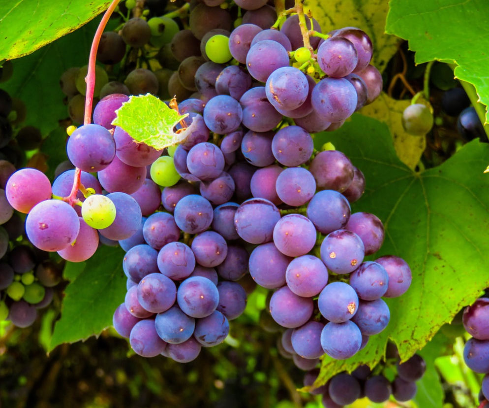 winobranie