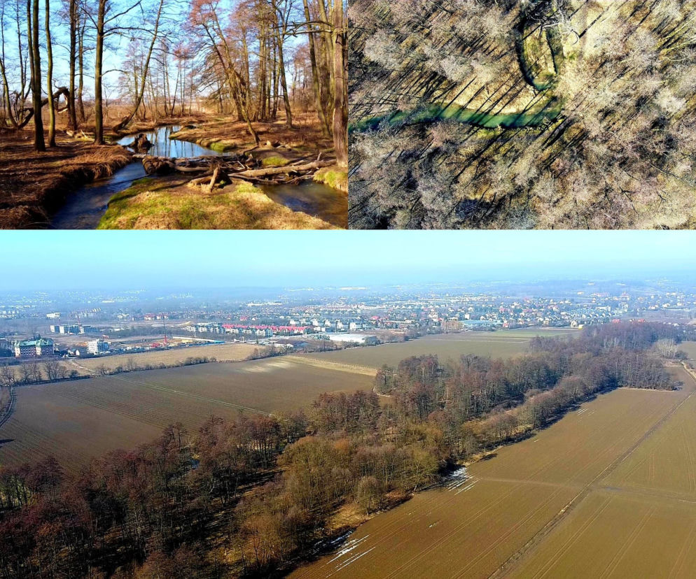 Prądnik Biały