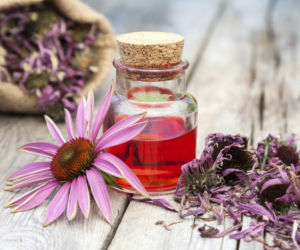 JEŻÓWKA (ECHINACEA) na trądzik i opryszczkę