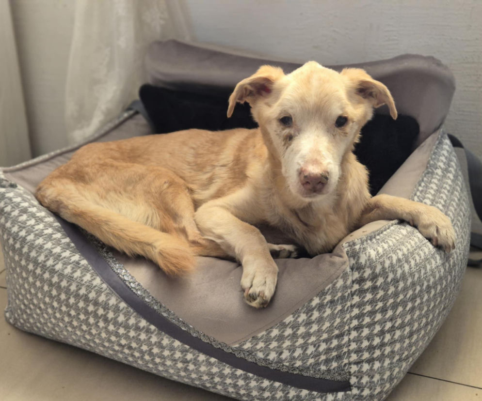 Znęcał się nad chorym Nynkiem, pies nie przeżył. Kara: 20 godzin prac społecznych miesięcznie