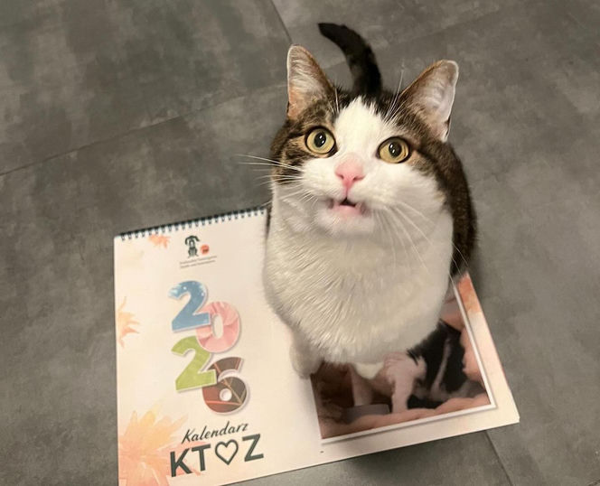 Kot Pandek zapozował do kalendarza KTOZ na 2026 rok