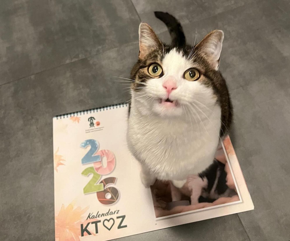 Pandek przeszedł drastyczną zmianę. Koci celebryta z Krakowa stał się gwiazdą kalendarza [GALERIA]