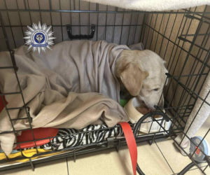 Szokująca interwencja w Chełmie