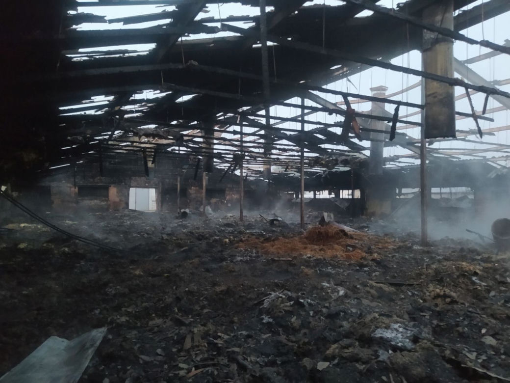 Krzywiec. Pożar kompleksu kurników. Padło 20 tys. sztuk perliczek