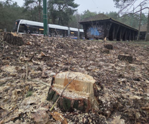 Przebudowa pętli Las Gdański ruszy w 2026 roku. Wycięto ponad 330 drzew!