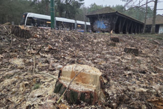 Przebudowa pętli Las Gdański ruszy w 2026 roku. Wycięto ponad 330 drzew!