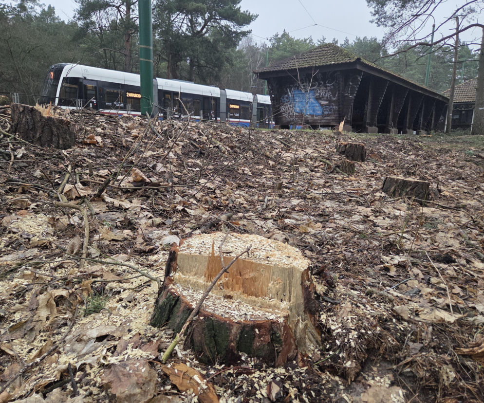 Przebudowa pętli Las Gdański ruszy w 2026 roku. Wycięto ponad 330 drzew!