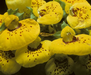 Pantofelnik (Calceolaria)