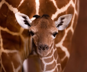 Baby boom we wrocławskim zoo