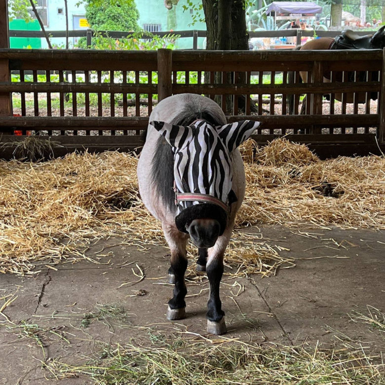 Ni to zebra, ni to koń. Wszystkiemu winne są... owady