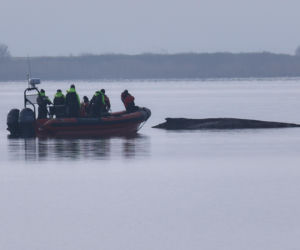 Humbak utknął u północnych wybrzeży Niemiec