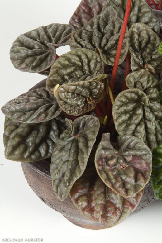 Peperomia