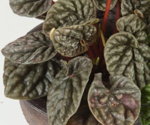 Peperomia