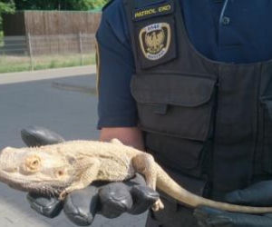 Interwencje Eko Patrolu w Warszawie