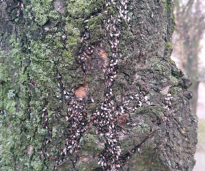 Pluskwiaki zimują na poznańskich lipach