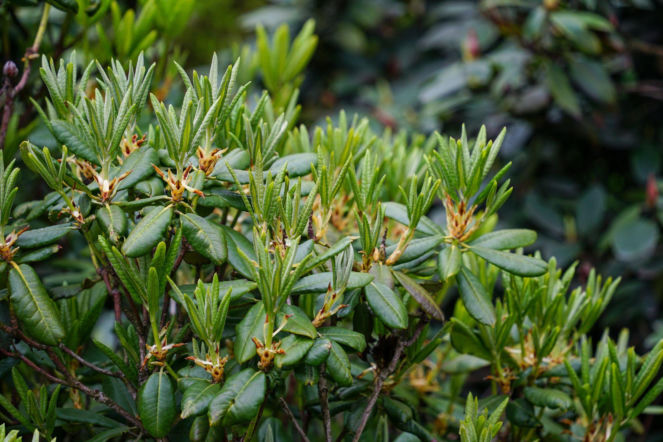 Rododendron