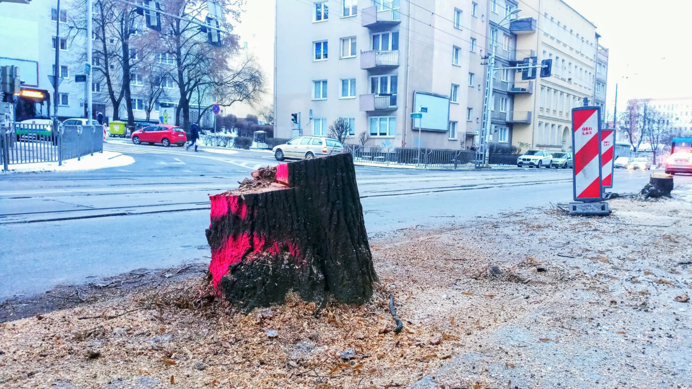 Masowa wycinka drzew w alei Wyzwolenia 
