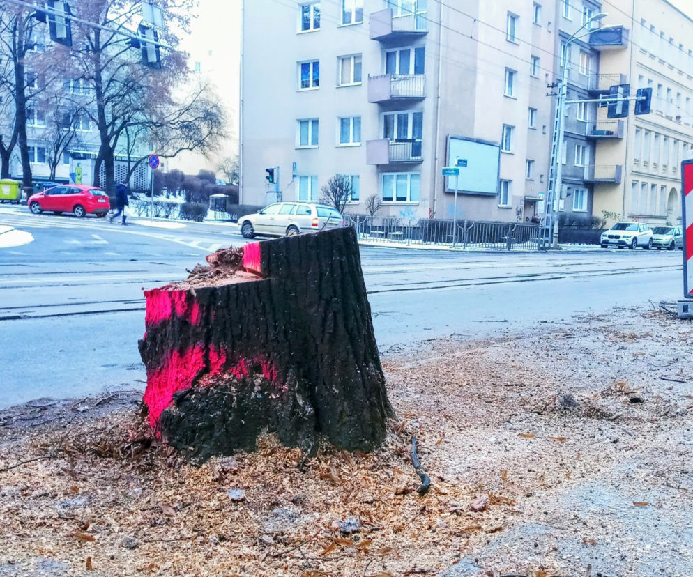 Masowa wycinka drzew w alei Wyzwolenia 
