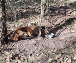 Pies zaplątany w łańcuch znaleziony w lesie. Był skrajnie wycieńczony