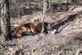 Pies zaplątany w łańcuch znaleziony w lesie. Był skrajnie wycieńczony