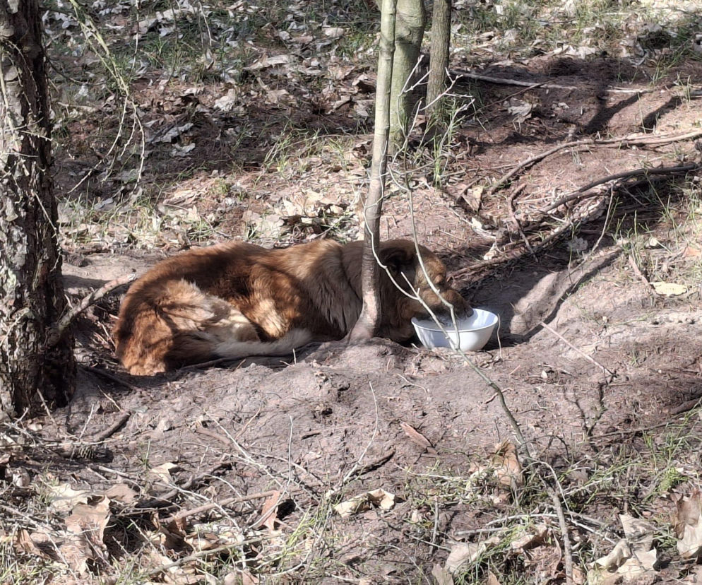 Serce pęka! Pies na łańcuchu konał w lesie
