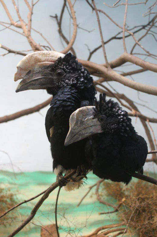 Karnawał w warszawskim zoo