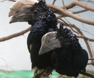 Karnawał w warszawskim zoo