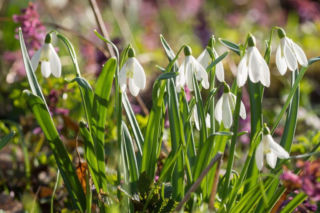 Już w lutym rozsyp pod przebiśniegami. Wiosną stworzą w ogrodzie biały dywan