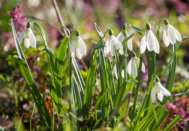 Śnieżyczka przebiśnieg