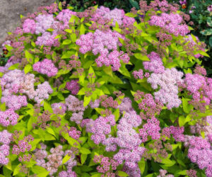 Jak prawidłowo przycinać tawułę japońską?