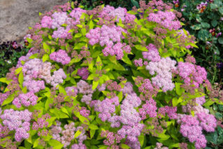 Poznaj bliżej tawułę japońską - naprawdę warto!