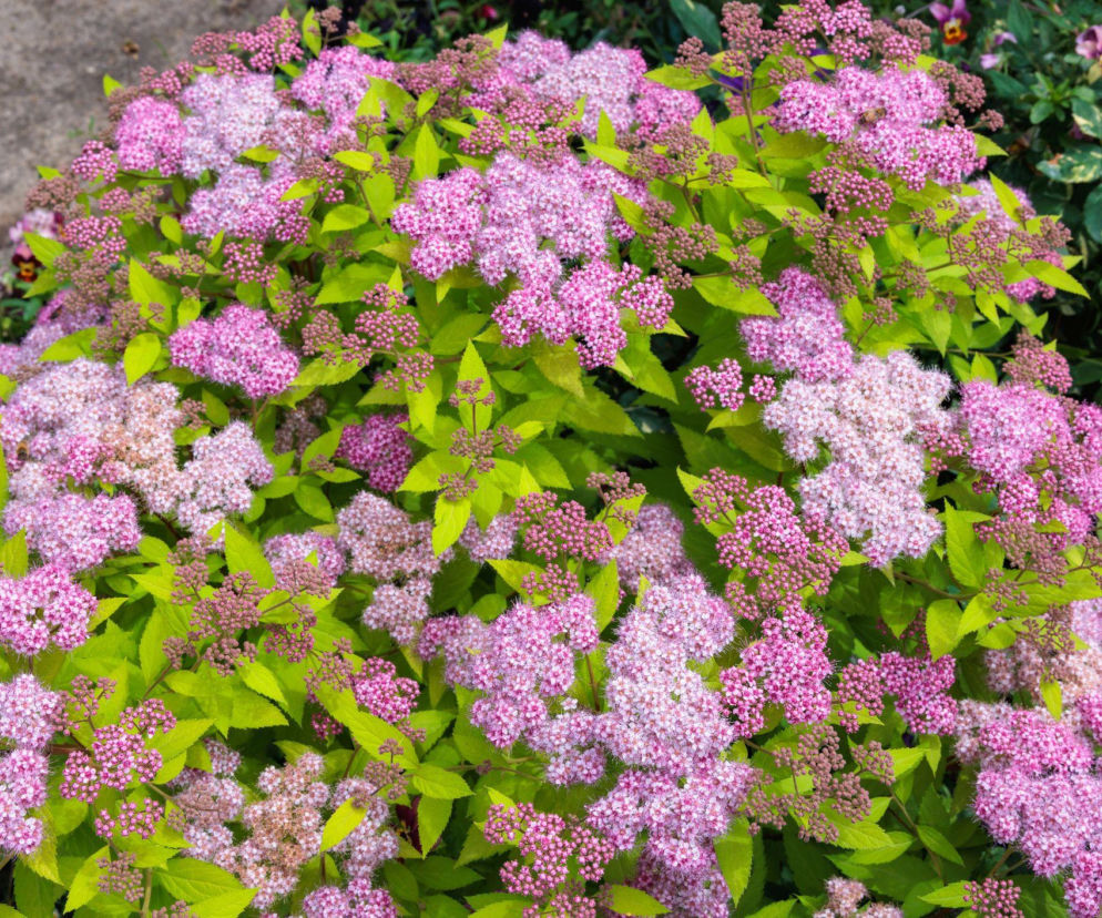 Jak prawidłowo przycinać tawułę japońską?