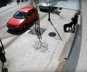 Przerażające sceny w Lęborku! Wielki pies zerwał się ze smyczy i zaatakował trzy osoby. 8-latka pogryziona [ZDJĘCIA].