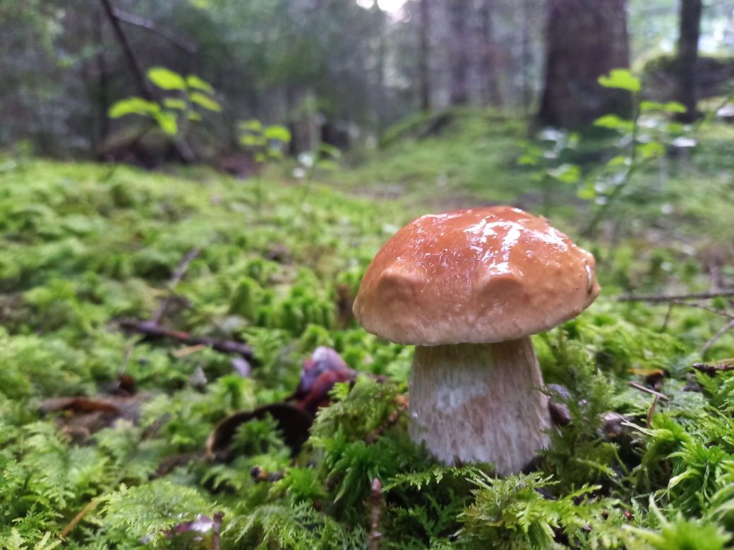 Już SĄ. Grzyby w świętokrzyskich lasach! 