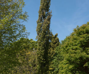 Topola osika