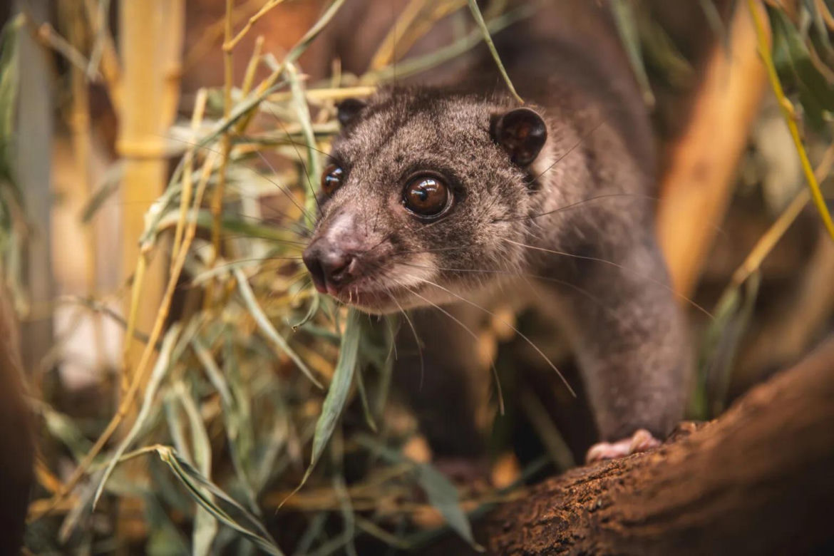 Nocny akrobata z Indonezji zamieszkał we Wrocławiu! Poznajcie nowego lokatora Zoo